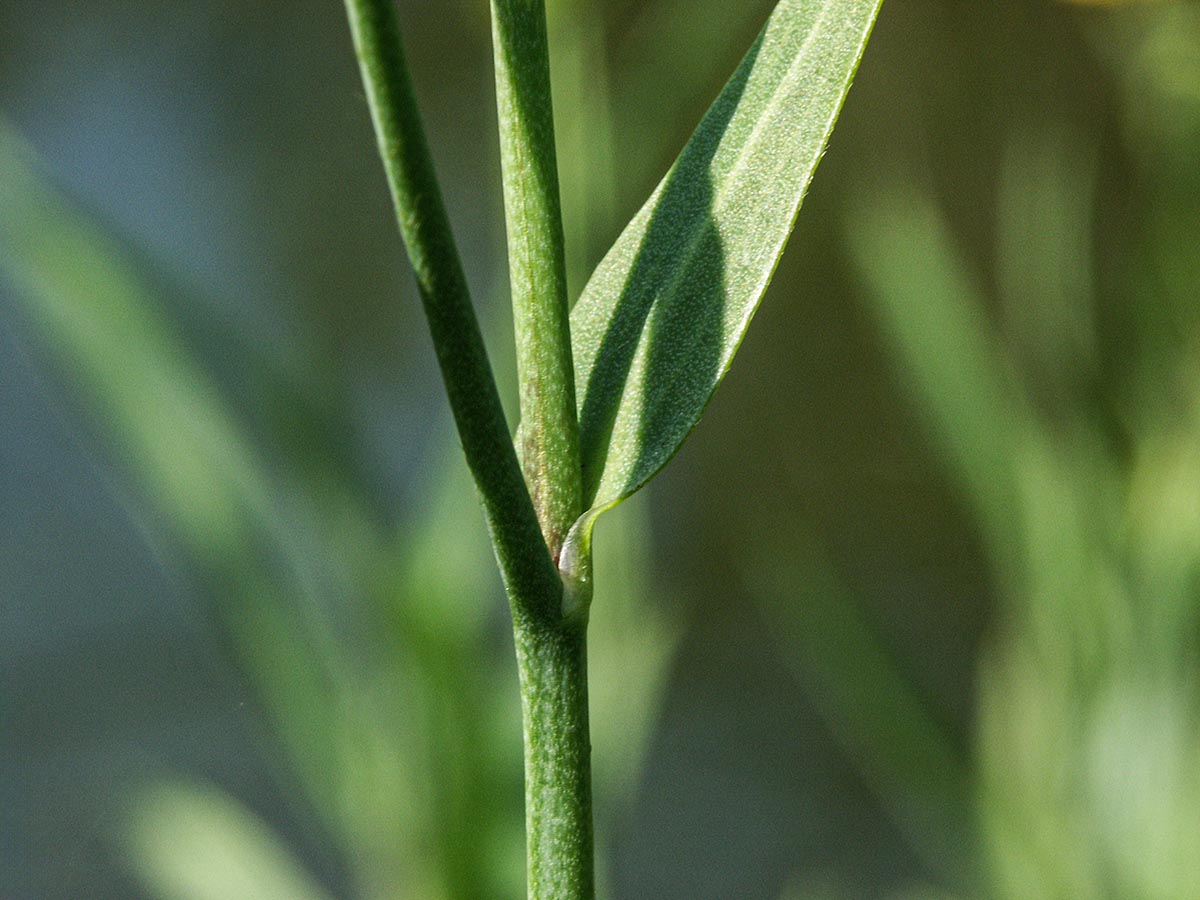 sitzendes St&auml;ngelblatt